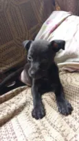 Pretinha