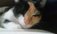 Docinho