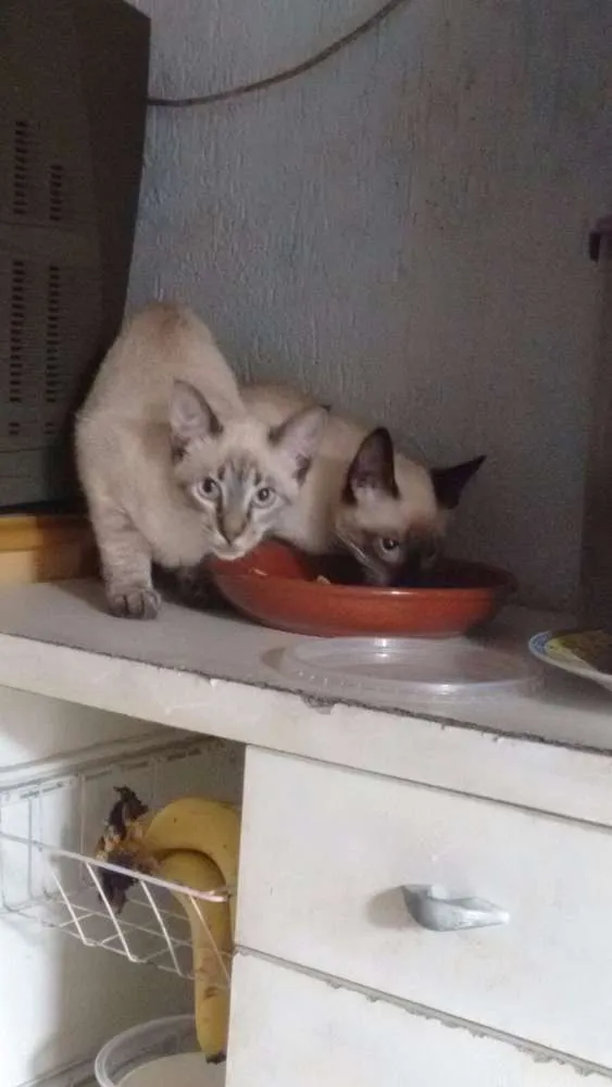 Gato ra a Siamês idade 2 a 6 meses nome sem nome
