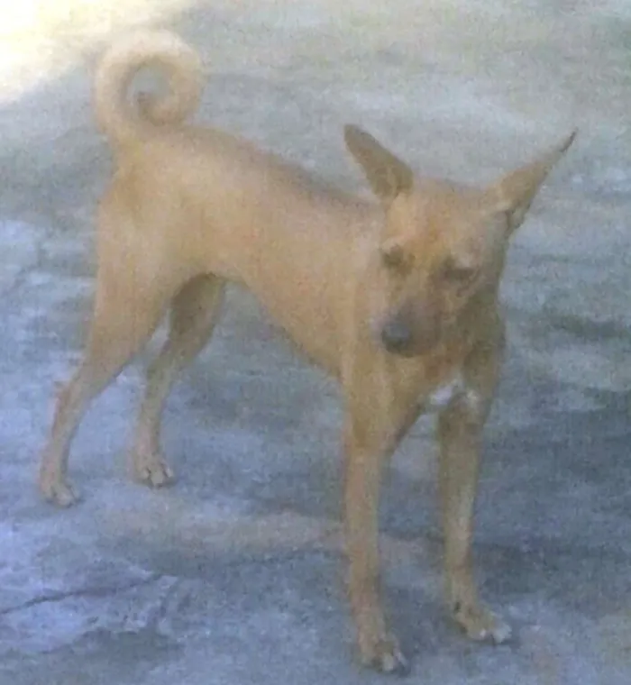Cachorro ra a Pinscher idade 4 anos nome LOLA