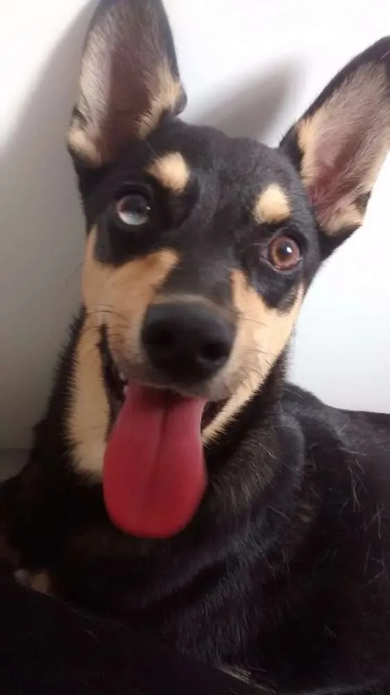 Cachorro raça Vira lata idade 7 a 11 meses nome Elis