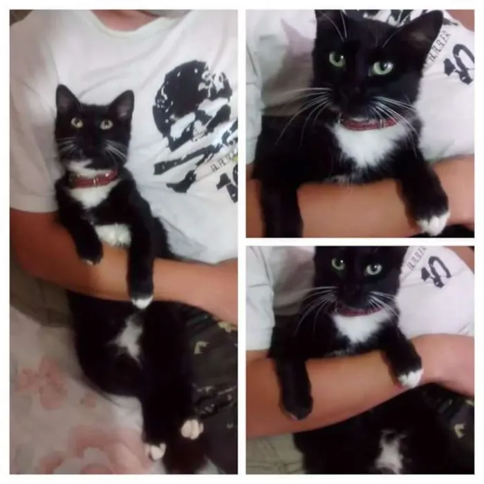 Gato ra a Nao tem idade 2 anos nome Nefetite