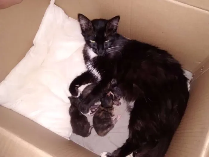 Gato ra a Nao tem idade 2 anos nome Nefetite