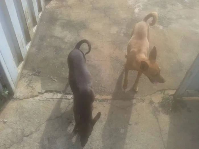Cachorro ra a Pincher idade 4 anos nome NINA