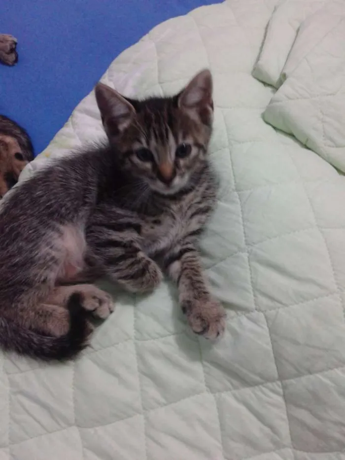 Gato ra a Vira Lata idade 2 a 6 meses nome sem nome