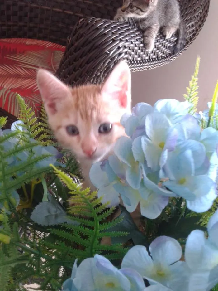 Gato ra a Vira lata idade 2 a 6 meses nome Princesa
