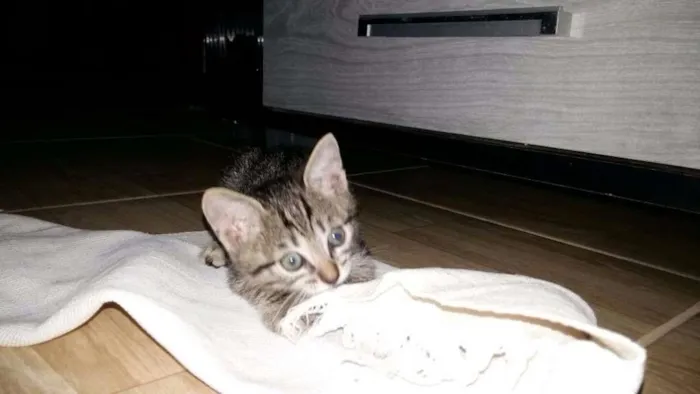Gato ra a Vira Lata idade 2 a 6 meses nome sem nome