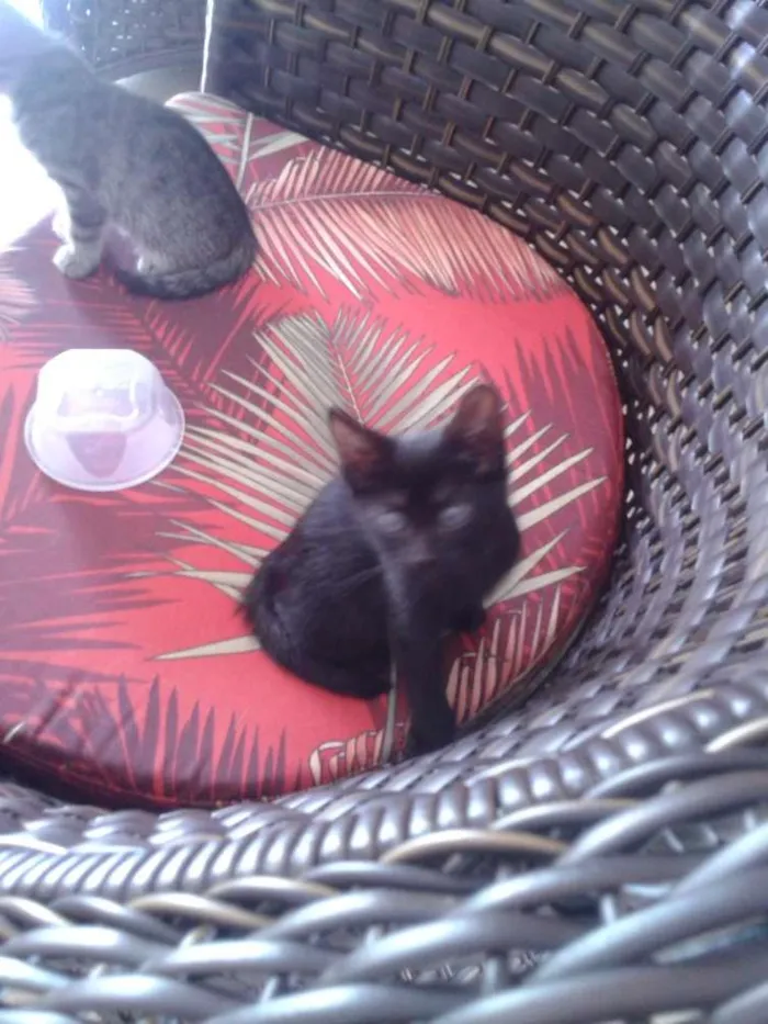 Gato ra a Vira Lata idade 2 a 6 meses nome Pretinho