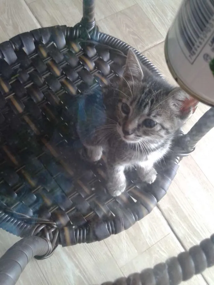 Gato ra a Vira lata idade 2 a 6 meses nome Sapequinha