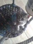 Sapequinha