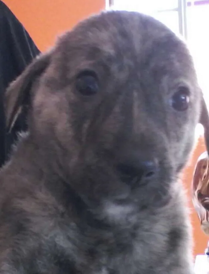 Cachorro ra a SRD idade 2 a 6 meses nome filhotes