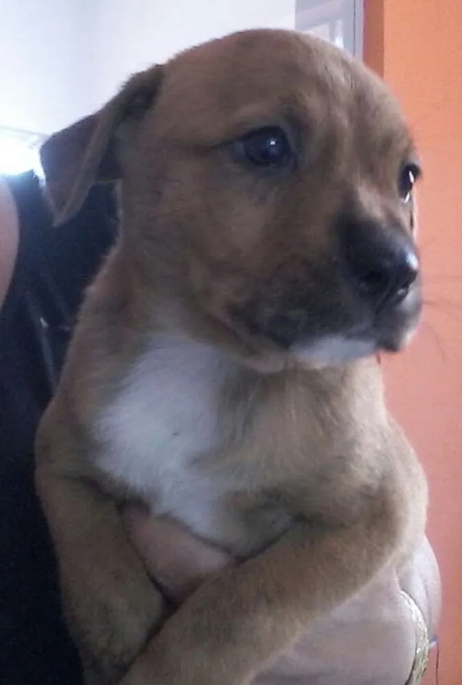 Cachorro ra a SRD idade 2 a 6 meses nome filhotes