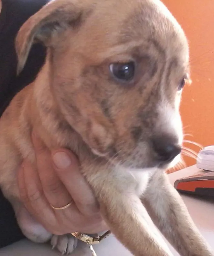 Cachorro ra a SRD idade 2 a 6 meses nome filhotes