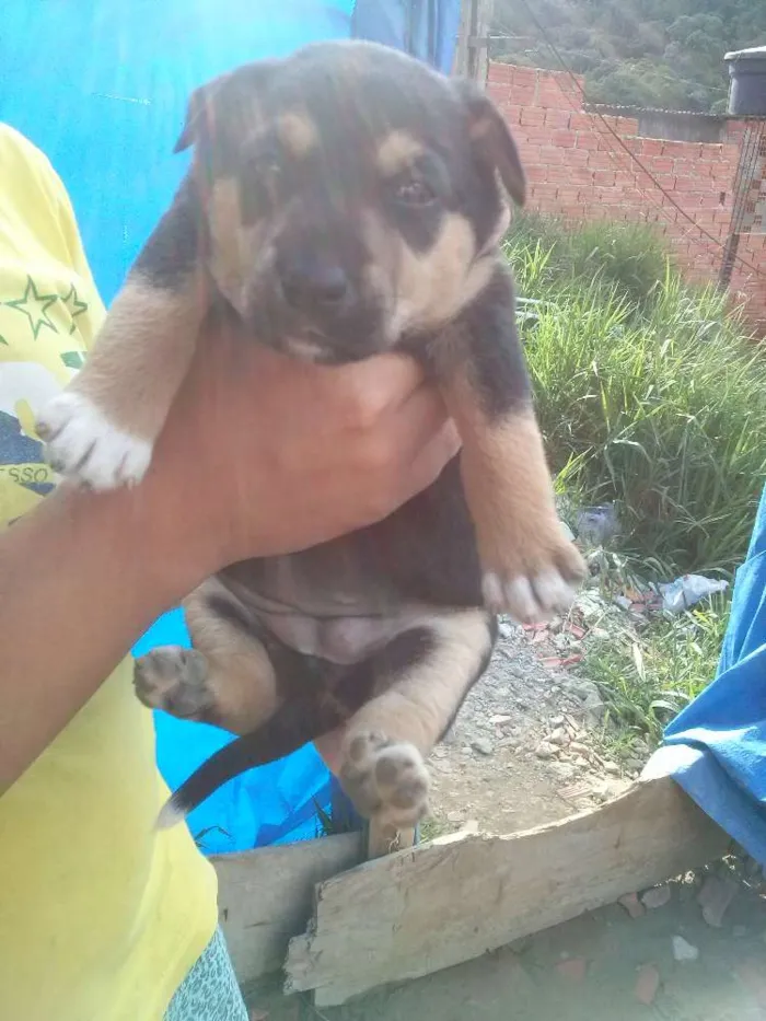 Cachorro ra a não sei informar idade Abaixo de 2 meses nome Não tem nome ainda