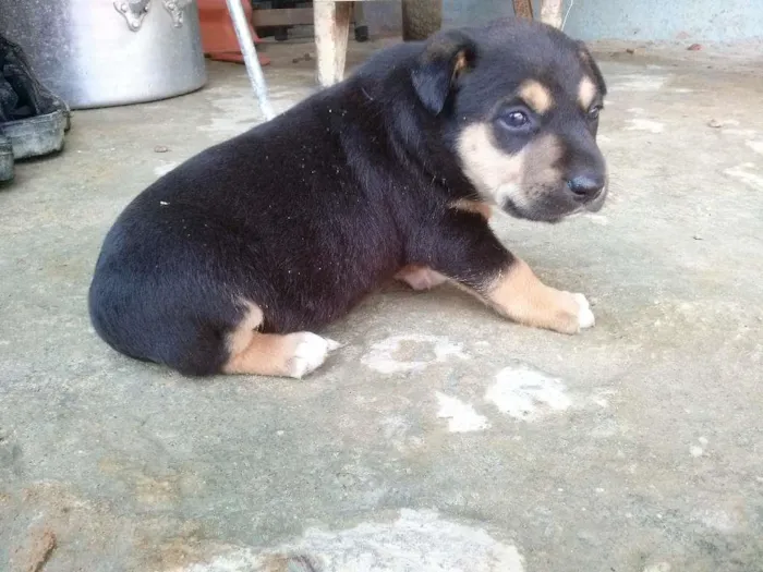 Cachorro ra a não sei informar idade Abaixo de 2 meses nome Não tem nome ainda