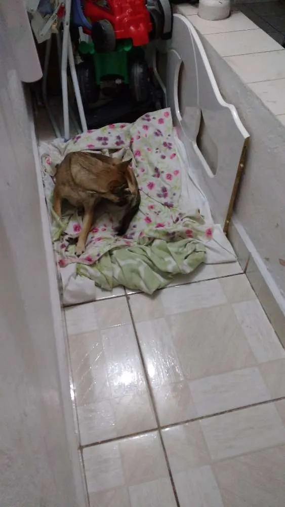 Cachorro ra a Mestiça idade 3 anos nome Funny