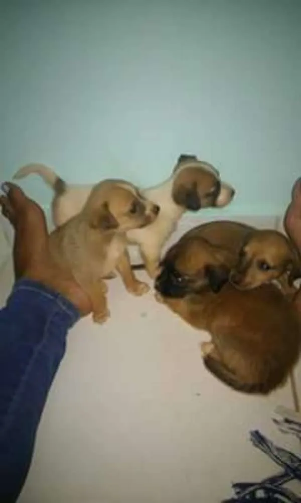 Cachorro ra a viralata idade 2 a 6 meses nome branquinha