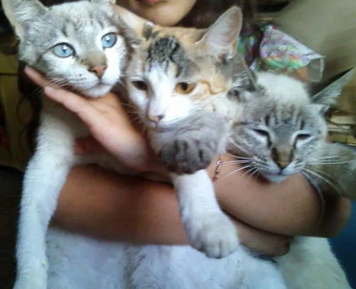 Gato ra a não tem idade 7 a 11 meses nome malhadinha