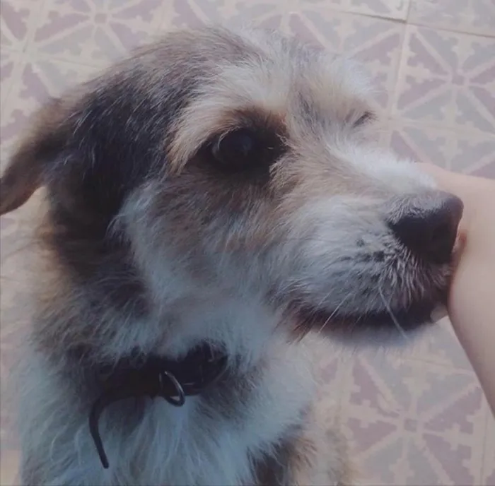Cachorro ra a Vira lata  idade 6 ou mais anos nome Mel