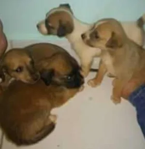 Cachorro raça viralata idade 2 a 6 meses nome branquinha