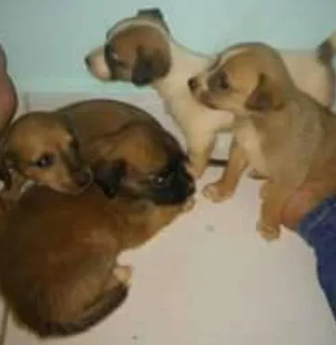 Cachorro ra a viralata idade 2 a 6 meses nome branquinha