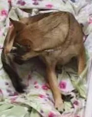 Cachorro ra a Mestiça idade 3 anos nome Funny