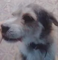 Mel