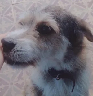 Cachorro raça Vira lata  idade 6 ou mais anos nome Mel