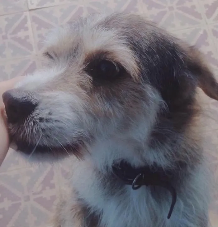 Cachorro ra a Vira lata  idade 6 ou mais anos nome Mel