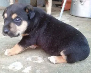 Cachorro raça não sei informar idade Abaixo de 2 meses nome Não tem nome ainda