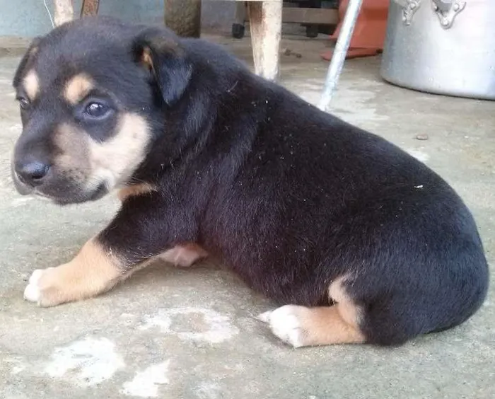 Cachorro ra a não sei informar idade Abaixo de 2 meses nome Não tem nome ainda