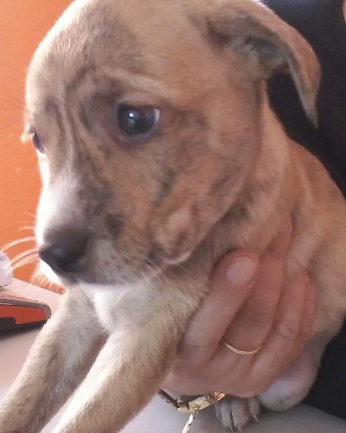 Cachorro ra a SRD idade 2 a 6 meses nome filhotes