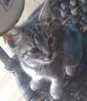 Gato raça Vira lata idade 2 a 6 meses nome Sapequinha