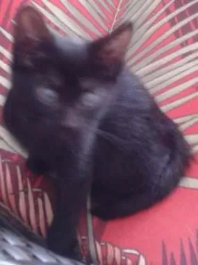Gato raça Vira Lata idade 2 a 6 meses nome Pretinho