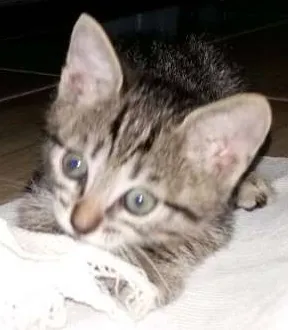 Gato raça Vira Lata idade 2 a 6 meses nome sem nome