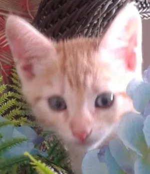 Gato raça Vira lata idade 2 a 6 meses nome Princesa