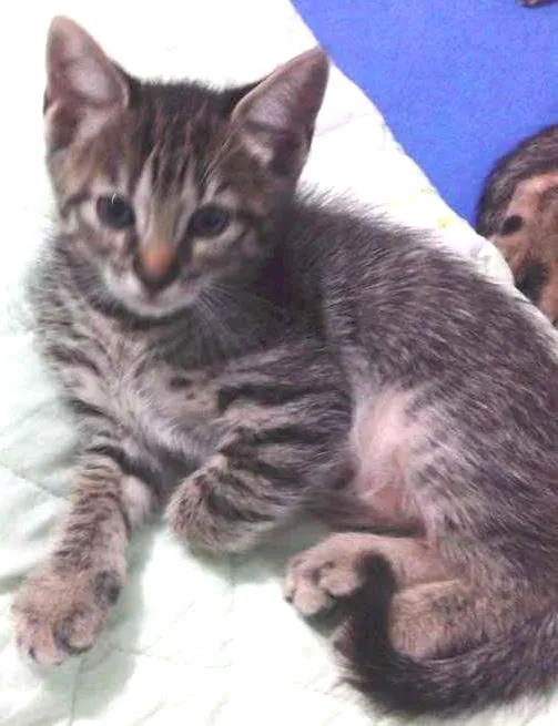 Gato ra a Vira Lata idade 2 a 6 meses nome sem nome