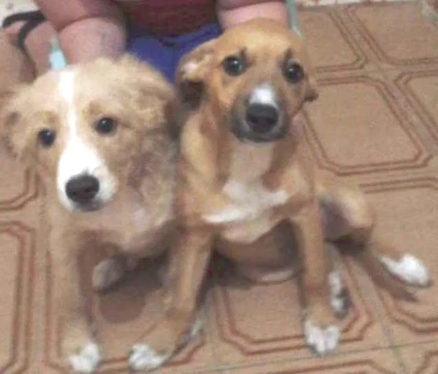 Cachorro ra a SRD idade 2 a 6 meses nome Filhotes caramelo