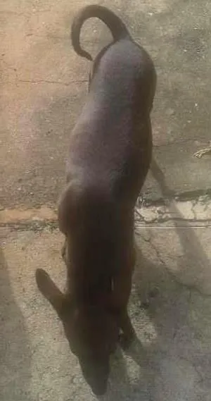 Cachorro ra a Pincher idade 4 anos nome NINA