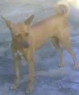 LOLA