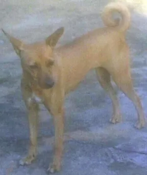 Cachorro raça Pinscher idade 4 anos nome LOLA