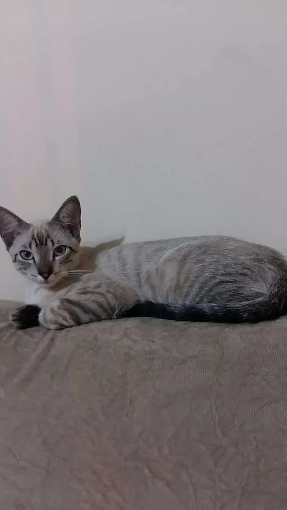 Gato ra a Sem raça  idade 2 a 6 meses nome Boby e Marry