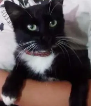 Gato raça Nao tem idade 2 anos nome Nefetite
