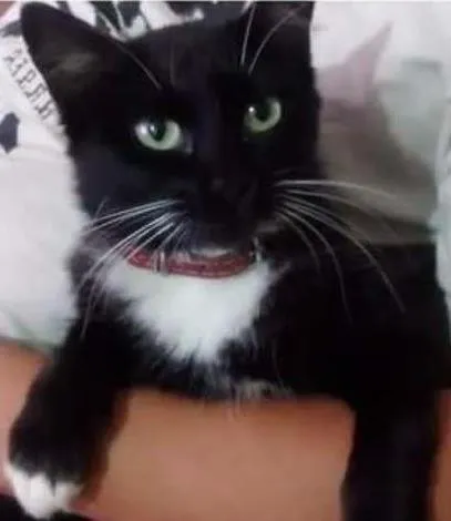 Gato ra a Nao tem idade 2 anos nome Nefetite