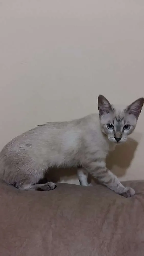 Gato ra a Sem raça  idade 2 a 6 meses nome Boby e Marry