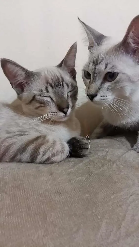 Gato ra a Sem raça  idade 2 a 6 meses nome Boby e Marry
