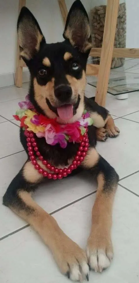 Cachorro raça Vira lata idade 7 a 11 meses nome Elis