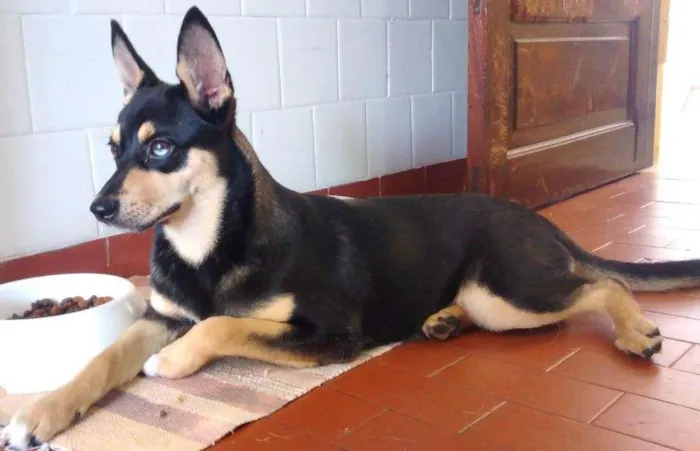 Cachorro raça Vira lata idade 7 a 11 meses nome Elis