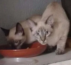 Gato raça Siamês idade 2 a 6 meses nome sem nome