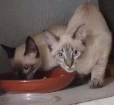 Gato ra a Siamês idade 2 a 6 meses nome sem nome